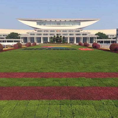 Modern Green Roof Trays The Ultimate Solution for Planting Flowers and Vegetables