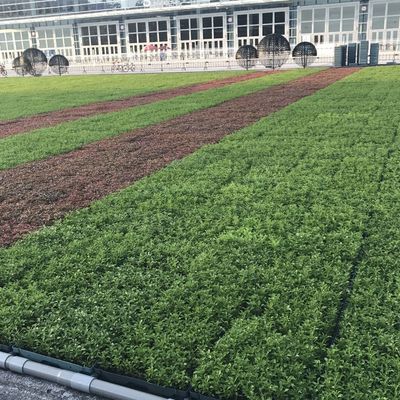 Square Shape Hdpe Plant Tray Roof Terrace Garden Pot Planter for Outdoor Propagator Kits