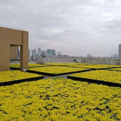 Square Shape Hdpe Plant Tray Roof Terrace Garden Pot Planter for Outdoor Propagator Kits