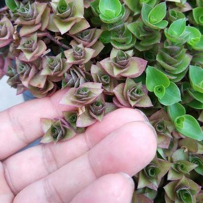 Square Plastic Garden Flower Pot Planter with Hdpe Material and Not Coated Finish