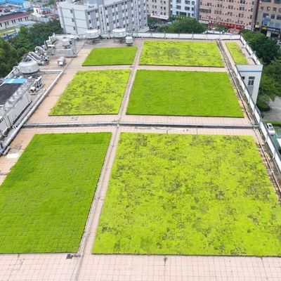 Seed Plant Tray for Everyday Season and Flower/Green Plant in Rooftop Decoration