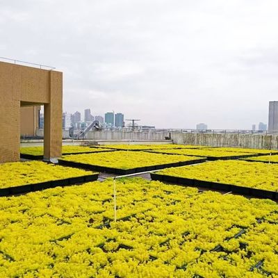 Garden Usage Plastic Square Plant Containers Rooftop Planter Garden Seed Propagation Tray