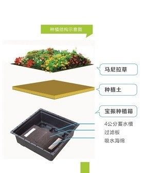 Square Shape Sedum Green Roof Tray for Plastic Large Garden Planter and Green Plant