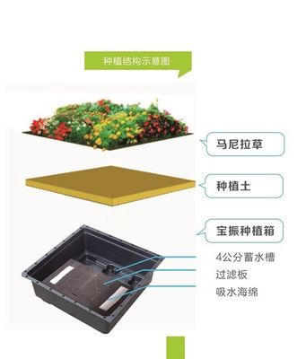 Square Shape Sedum Green Roof Tray for Plastic Large Garden Planter and Green Plant