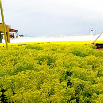 Plastic Square Assemble Green Roof Tray Systems for Sustainable Planting Solutions