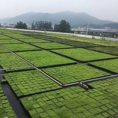Square Shape Green Roof Modules PP Plastic Material Garden Easy Installation Planting Tray