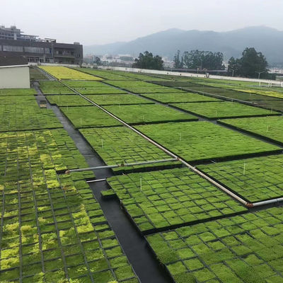 Square Shape Green Roof Modules PP Plastic Material Garden Easy Installation Planting Tray