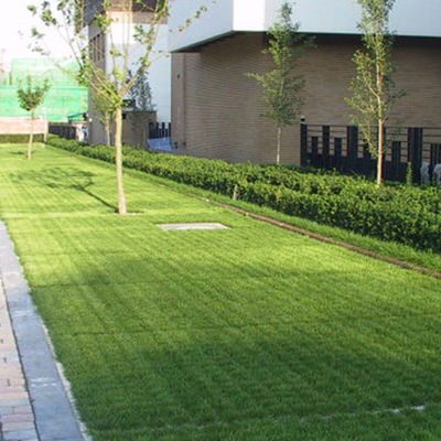 Green HDPE Permeable Paving Grids for Easy Ground Packing Lot Driveway Installation